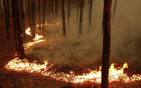 俄滨海边疆区仍有两处森林火情 - 2015年11月9日, 俄罗斯卫星通讯社