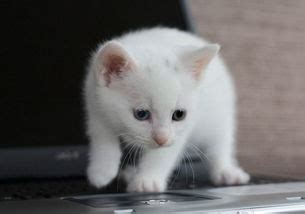 梦见一只纯白色的猫(做梦梦到白猫是什么意思)_周公解梦大全
