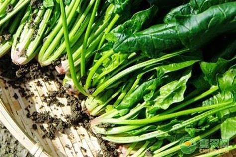 菠菜的种植方法和时间-百度经验