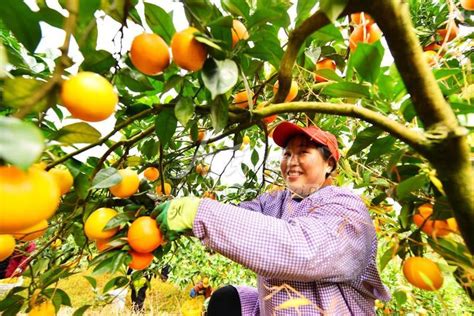 垫江：志愿采摘队让果农减成本增收入-上游新闻 汇聚向上的力量