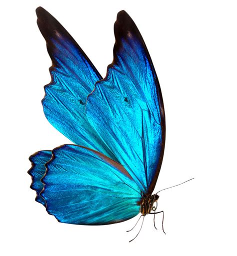 世界上最美的蝴蝶 一只36万面临着灭绝_探秘志