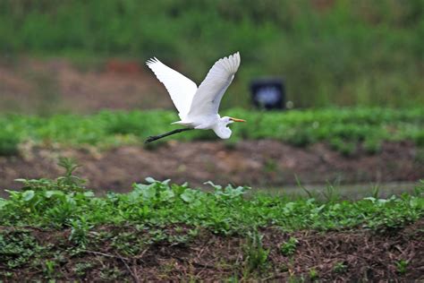 贵州鸟类——大白鹭 - 自然之声