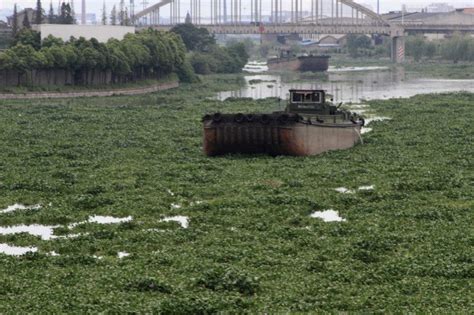 记者探访沙颍河周口城区段目前平稳 市民盼望洪峰安全过境-大河新闻