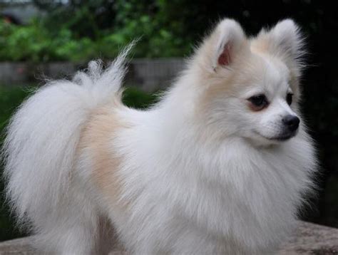 狐狸犬大全图片