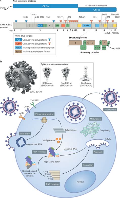 2019年新型冠状病毒治疗性抗体和疫苗的研究 - 知乎