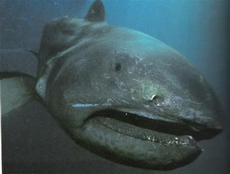 电影里令人胆寒的巨齿鲨：真是水里最凶猛的动物吗？_科技_环球网