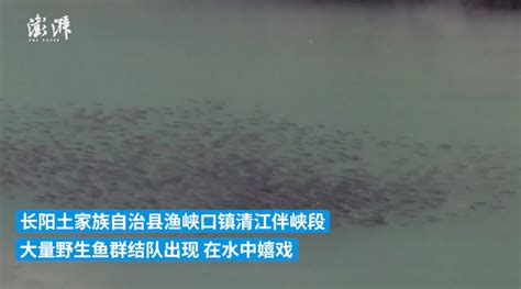 芜湖桃花汛鱼群增多，长江禁渔2年鱼群复苏，会鱼满为患吗？|鱼群|长江|禁渔_新浪新闻