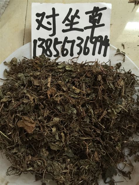 正宗神仙草图片