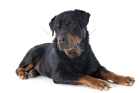 罗纳威犬图片