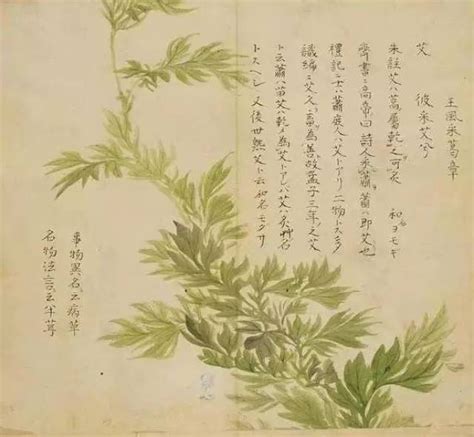 写植物的诗歌,写植物的现代诗,描写植物的现代诗_大山谷图库
