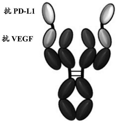 一种双特异性抗PD-L1/VEGF抗体及其用途的制作方法