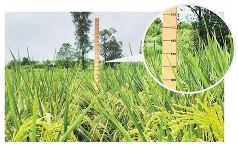 重庆2米高巨型稻试种成功，高度是常规稻2倍_袁隆平