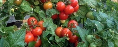 番茄无土栽培袋培技术研究_土壤