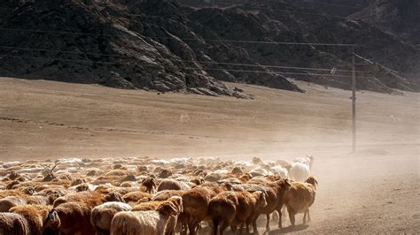 火遍全网的可可托海牧羊人，本尊是这个样子！_社会奇趣_湖南红网新闻频道