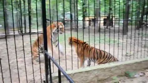 动物园老虎打架，两大高手对决，真是精彩至极