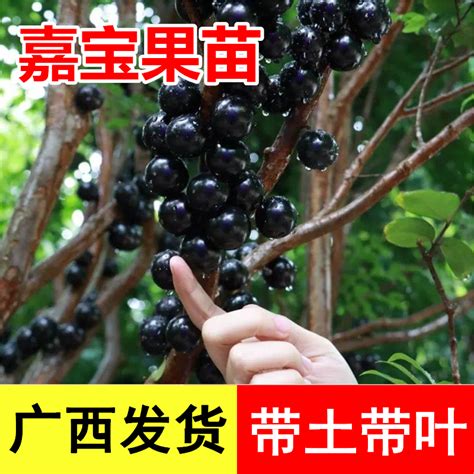 第三年的小树结果状，品种是从日本 - 秀果园 果业通网