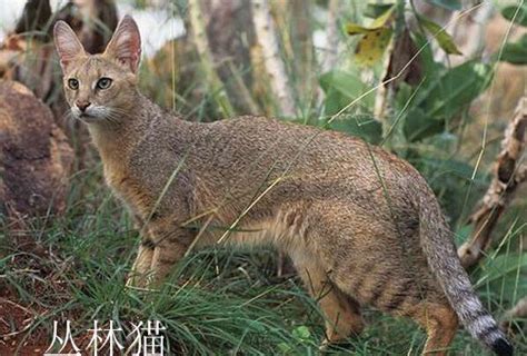 中国8种野生小型猫科动物简介_五次方物语_新浪博客