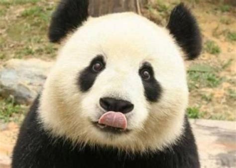 大熊猫星雅武雯到达荷兰 荷兰掀起熊猫热