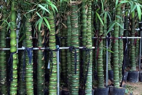 家庭盆栽罗汉竹的养殖方法 - 农业种植网