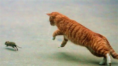 橘猫总是偷偷跑去厕所,主人觉得有点不对劲,偷瞄了一眼后愣住了