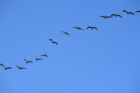 迁徙的大雁，整齐的雁阵，原创摄影|大雁|雁阵|摄影_新浪新闻