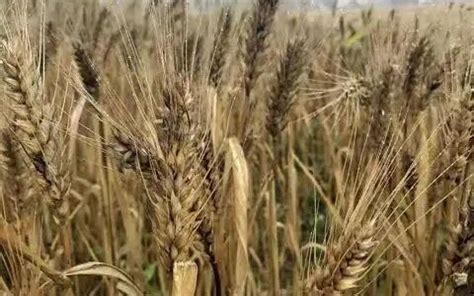这两个关键基因可防水稻小麦穗发芽-中国福建三农网
