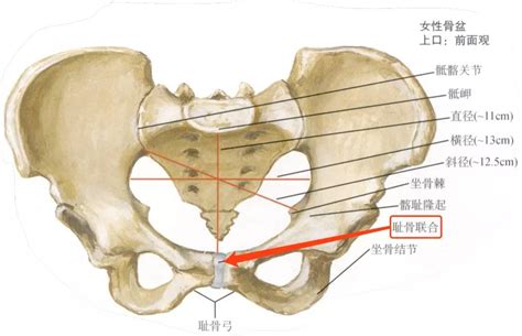 坐骨棘位置示意图图片