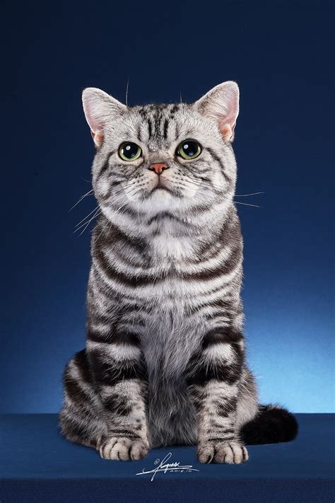布偶猫|摄影|动物|AMYWORKS赛猫摄影 - 原创作品 - 站酷 (ZCOOL)