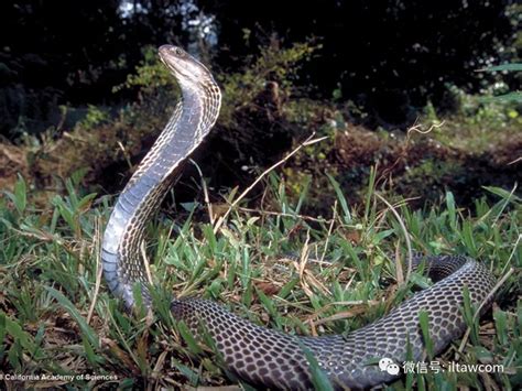 瑞典一条剧毒眼镜王蛇逃出饲养区 动物园被迫关闭 – 巴拉号