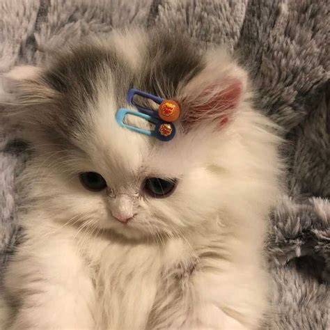 呆萌可爱的图片