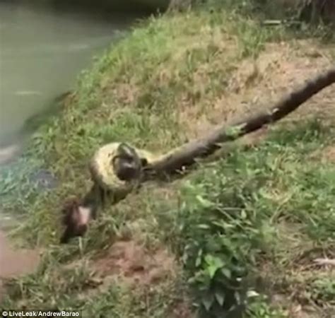 巴西村民合力勇救险成巨蟒“午餐”的小狗 - 神秘的地球 科学|自然|地理|探索