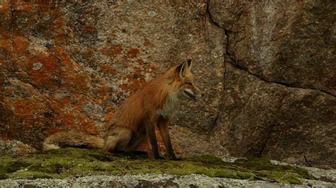 两只红狐狸狐狸幼崽在铁轨上行走高清图片下载-正版图片506321022-摄图网