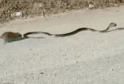 蛇和老鼠,老鼠蛇,蛇吃老鼠_大山谷图库