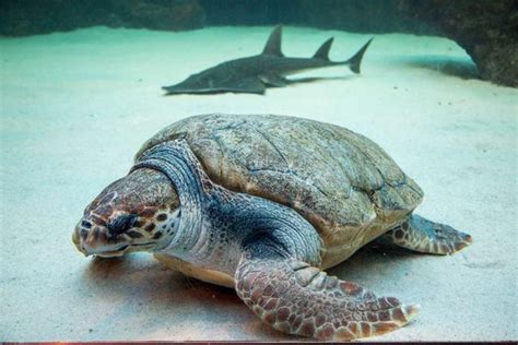 海绿色海龟潜水动物游泳旅行蓝色热带荒野海洋野生动物两栖高清图片下载-正版图片320901691-摄图网