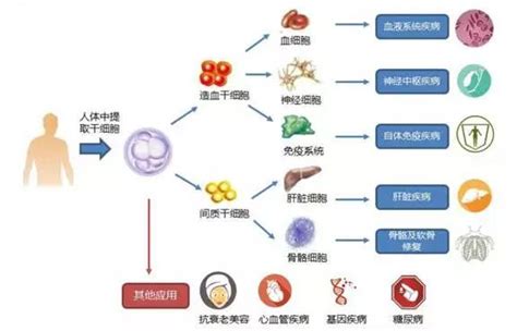 造血干细胞_360百科