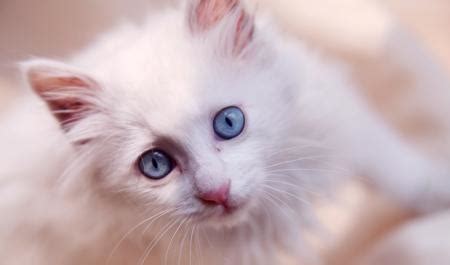小猫名字可爱洋气公猫-起名网
