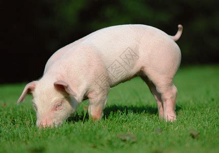 产品展示-菏泽宏兴原种猪繁育有限公司