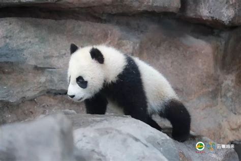 大熊猫图册_360百科