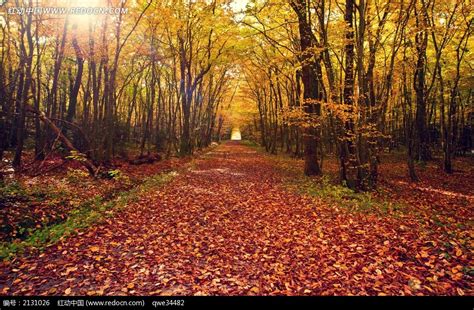秋季金黄色树林和落叶图片免费下载_红动中国