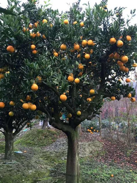 地径10公分橘子树苗价格 橘子树批发采购 - 花木网