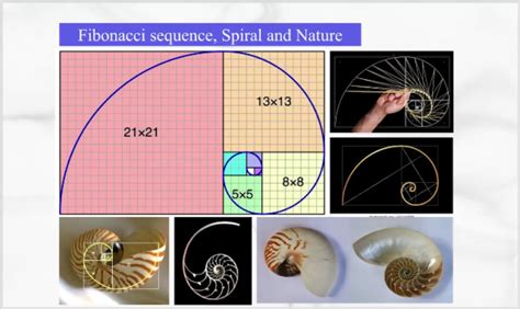 大自然的隐秘技能：神奇的Fibonacci数列