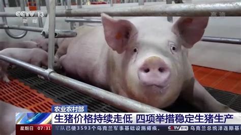 众说纷纭2022年猪价走势 - 大畜牧网