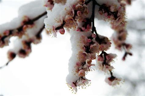 流苏树/ 「人间四月雪，醉是流苏树。」 这… - 堆糖，美图壁纸兴趣社区