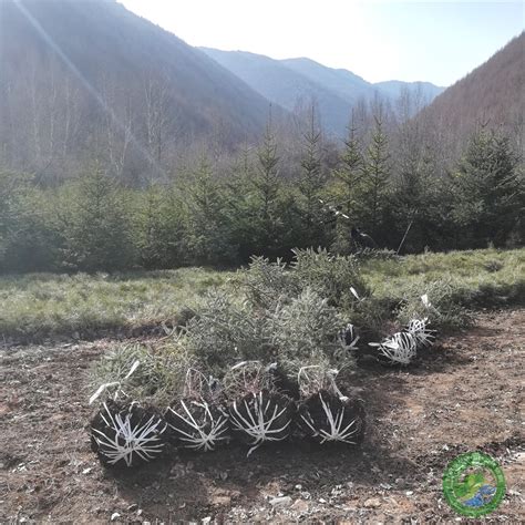 苗木销售-北京路然园林绿化工程有限公司