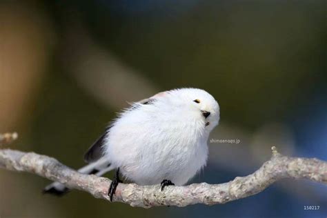 白色绶带鸟首现温州 吸引众多“鸟人”拍摄-新闻中心-温州网