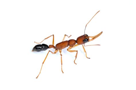 自己抓的蚂蚁能养出蚁后吗，抓几百只蚂蚁放在一起养！其中会不会有蚂蚁变成蚁后和蚁王