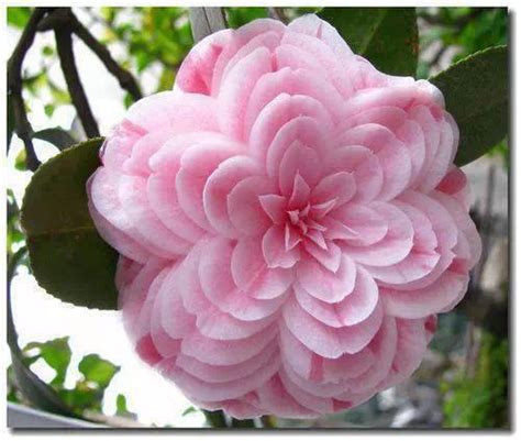 世界上36种罕见的花,12上最稀有的花,上最优雅的花(第10页)_大山谷图库
