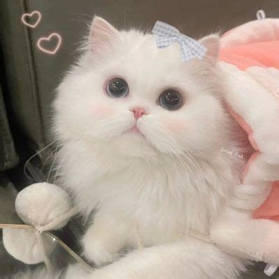 白色猫非主流头像