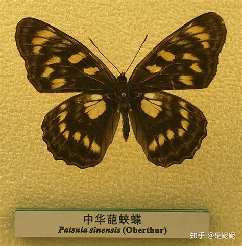 蝴蝶图鉴图片