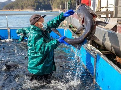 浙江淳安：千岛湖有机鱼有序恢复供应-人民图片网